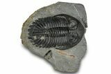 Hollardops Trilobite Fossil - Ofaten, Morocco #300553-2